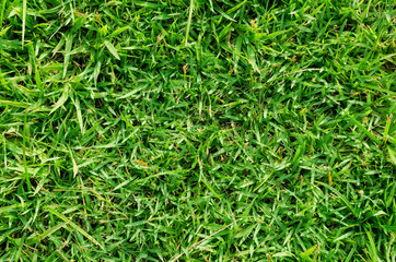 Green grass pattern and texture for background. Close-up