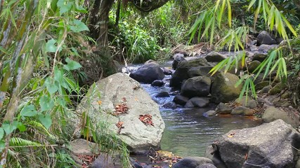 Wall Mural - river stream cascades in bali indonesia in tropical rainforest 