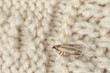 Common clothes moth (Tineola bisselliella) on beige knitted fabric, closeup. Space for text