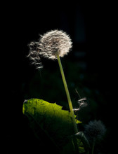 Blow Ball Of Dandelion Flower Isolated On Black Background. Dandelion Isolated On The Black Background With Flying Seeds.