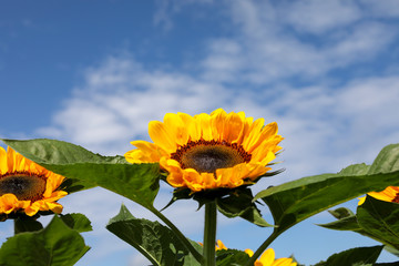 Sunflower against the bright summer sky