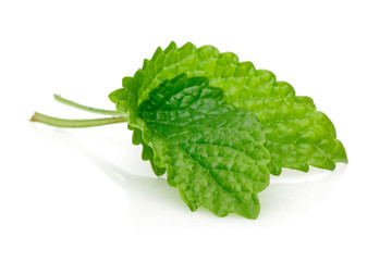 Sticker - Fresh lemon balm or melissa isolated