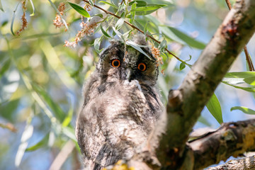 long-eared owl asio otus juvenile sitting on branch of tree portrait. cute young nocturnal raptor bi