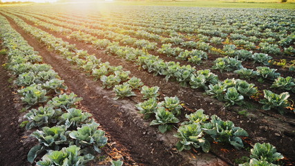 Young cabbage grows in the farmer field. Cabbage bushes with green leaves on the ground at sunset. Summer, day. Camera moves along rows of cabbage in slow motion.