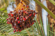 Close Up Of Dark Ripe Dates Hanging In Palm Trees Of The Oulad Othmane Oasis On Road 9 Between Agdz And Zagora