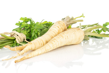 Group of two whole hamburg white parsley root with bunch leaves with straw rope isolated on white background