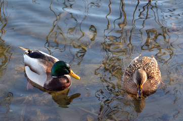 Wild ducks live on a lake in a residential area of ​​Kiev