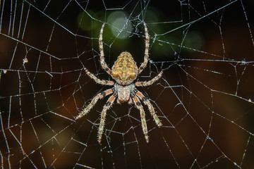 Wall Mural - Close up: spider on net