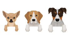 Three Thoroughbred Dogs Peep Out. Vector Illustration On A White Background.
