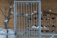 Zoo Cage Grid With Birds