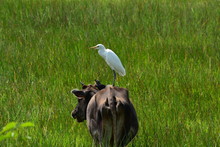 Egret With The Cow In The Paddy Fields