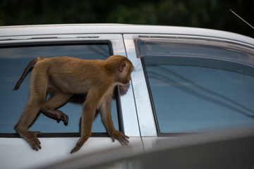 Monkey on the car finding for some food and looking inside the car.