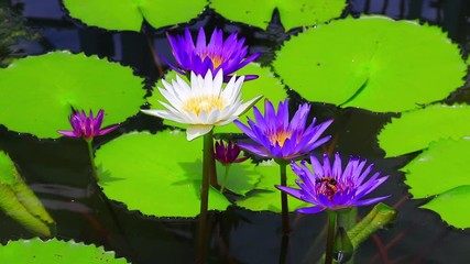 Wall Mural - water lily in pond with wind