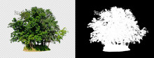 Isolated Tree On Transperrent Picture Background With Clipping Path