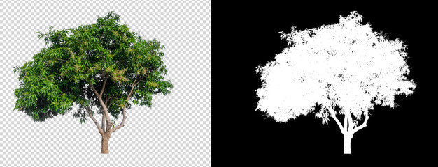 Leinwandbilder - isolated mango tree on transperret picture background with clipping path