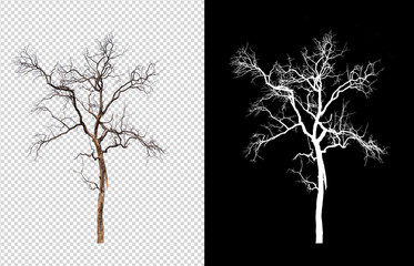 Poster - isolated death tree on transperrent picture background