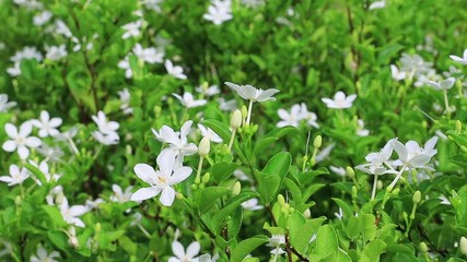 Wall Mural - closeup shot of beauty white flowers with wind