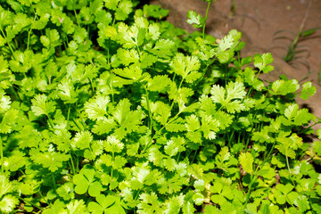 Image of Green Parsley leaves 