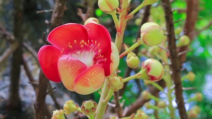 Wall Mural - Cannonball Tree flower (Couroupita guianensis) over green background with wind