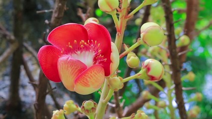 Canvas Print - Cannonball Tree flower (Couroupita guianensis) over green background with wind