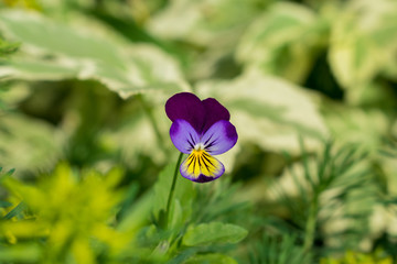 Viola tricolor flower close-up, Wild pansy