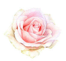 Picturesque Full-blown Pink Rose Flower With Greenish Shade Hand Drawn In Watercolor Isolated On A White Background. Botanical Illustration. Floral Watercolor Element.