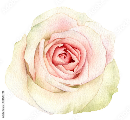 Plakat róże   malowniczy-pelnowymiarowy-rozowy-kwiat-rozy-z-zielonkawym-odcieniem-recznie-narysowany-akwarela-na-bialym-tle