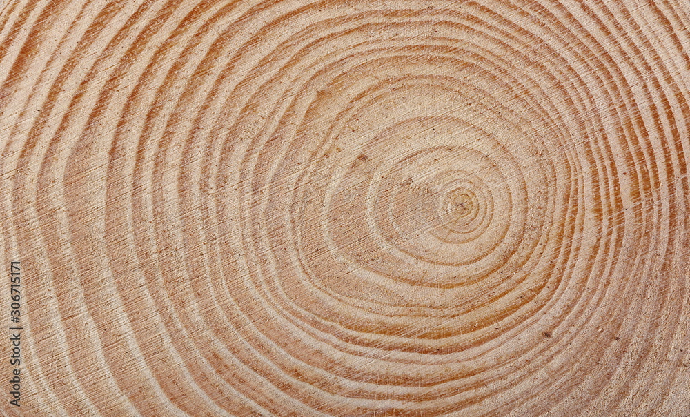 Cross section of tree trunk background and texture - obrazy, fototapety, plakaty 