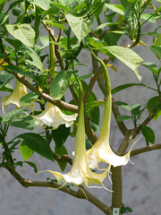  Grandes fleurs pendantes en corolle à rebords lobés et pointus de l'arbuste Brugmansia rose ou trompette des anges (Brugmansia x candida 'Rosea')