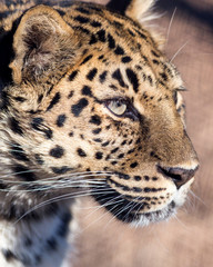 Wall Mural - close up portrait of a leopard