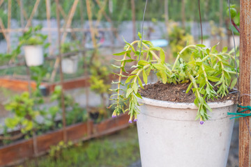 outdoor decorate fresh green plant