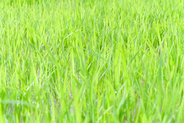 paddy rice plant warm sunlight