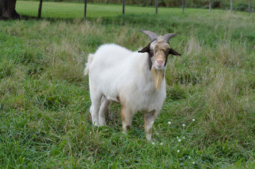 Poster - A goat in the pasture