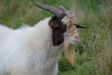 Wall Mural - A goat in the pasture