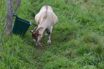 Canvas Print - Pregnant goat in the pasture