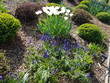 Wiosenna kwiatowa kompozycja  tulipanów i szafirków w nowoczesnym ogrodzie