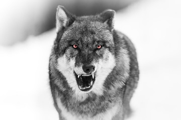 scary dark gray wolf (canis lupus)