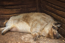 Sleeping Mangalica Pig In The Park