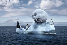 Polar Bear Sits On A Melting Glacier