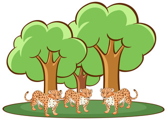 Sticker - Isolated picture of tigers in forest