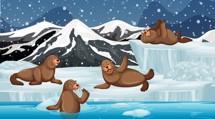 Poster - Scene with many seals on ice