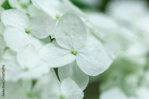 Beautiful floral background.