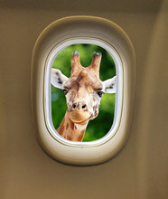Giraffe Looking Airplane Window
