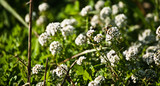 Fototapeta  - Avispa en flores multiflor blancas en Menorca