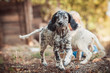 Cute english setter puppy playing in the farm. White hunting dog on black and brown dots. Playful dogs, playing outside in the yard.