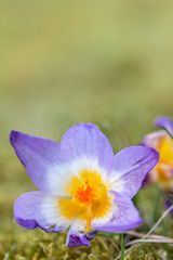 Wall Mural - A composition of crocus, plural crocuses or croci