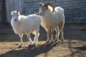 Wall Mural - Dall sheep in the outdoors