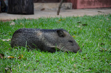 Collared Peccary (Pecari Tajacu) Lying On The Grass