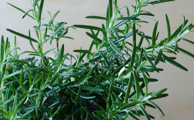 Rosemary closeup