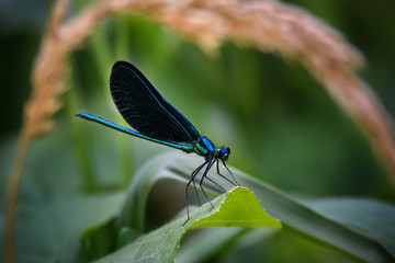 Damselfly on Leaf, Close-Up